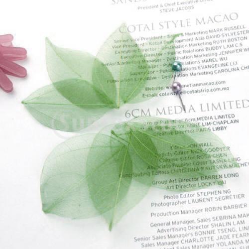 Natural Catbrier Skeleton Leav – Craft Embellishment recenzja i cena
