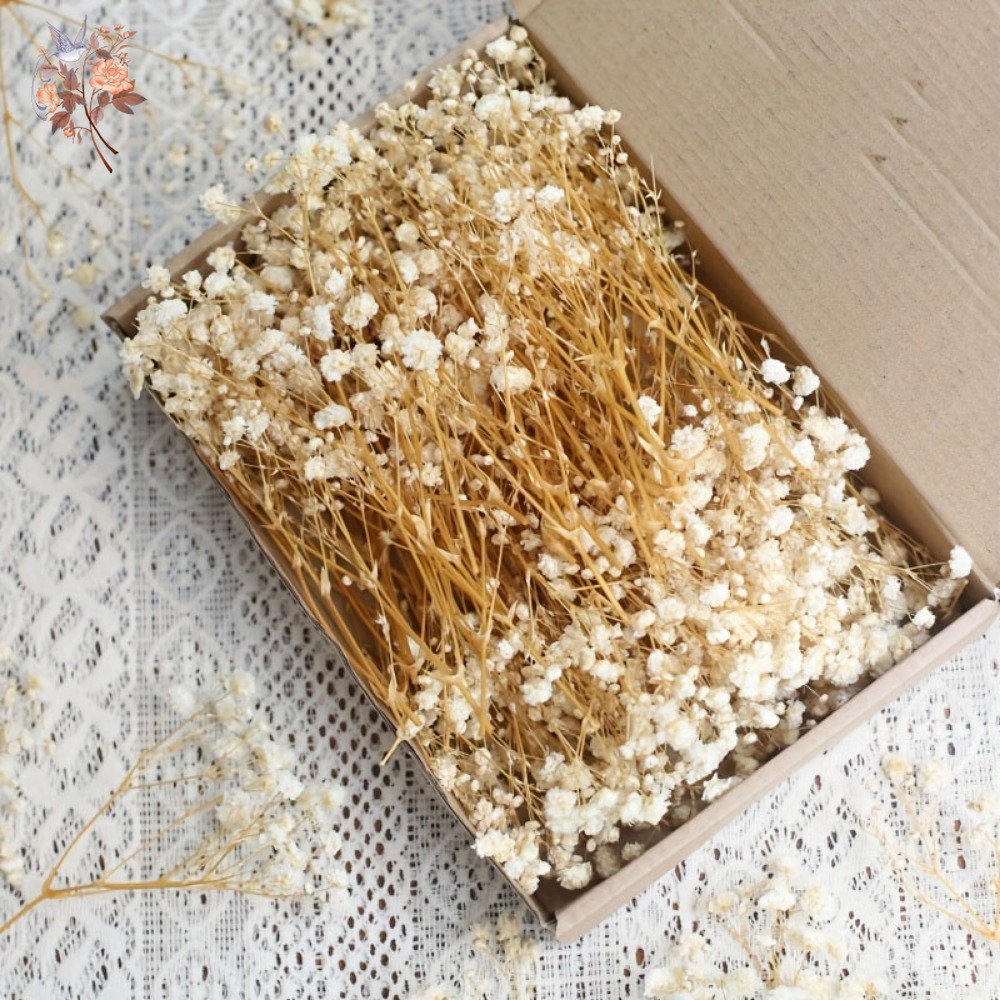 100pcs Mini Dried Baby's Breat – Craft Embellishment recenzja i cena